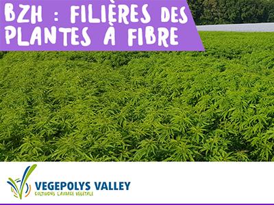 2025 10 Plante Fibre Bzh
