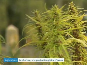 Découvrez le reportage sur la filière !